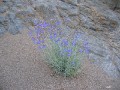 Click to see Penstemon