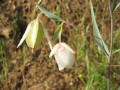 Click to see Globe Lily