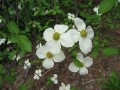 Click to see Mountain Dogwood