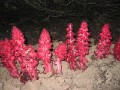 Click to see Snowplant