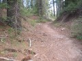 Click to see Sugar Pine cones and trail